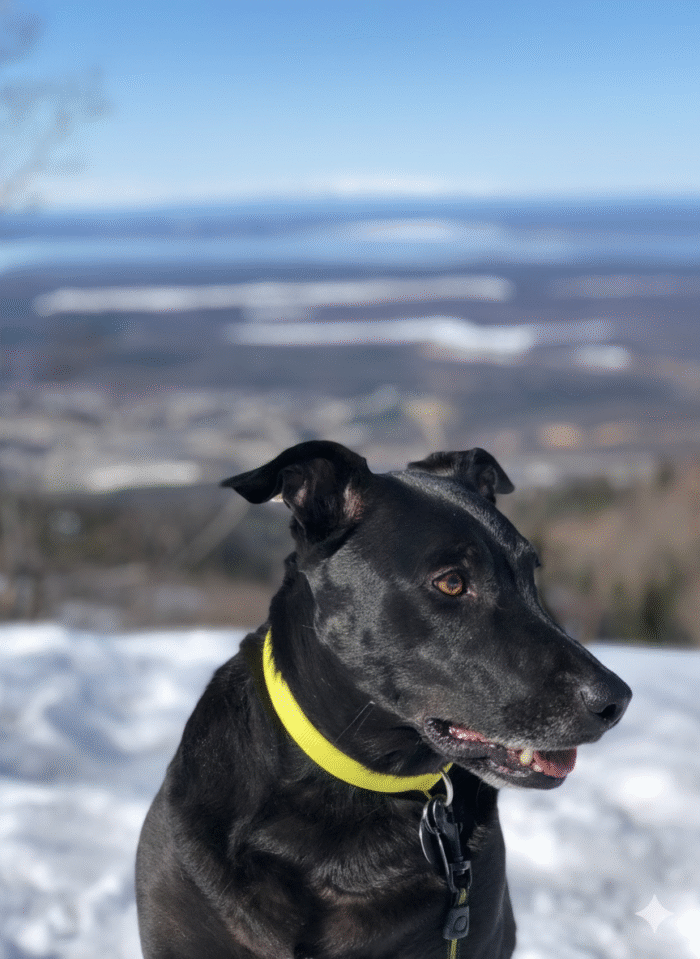 black dog collection by Michelles Happy tails yellow collar