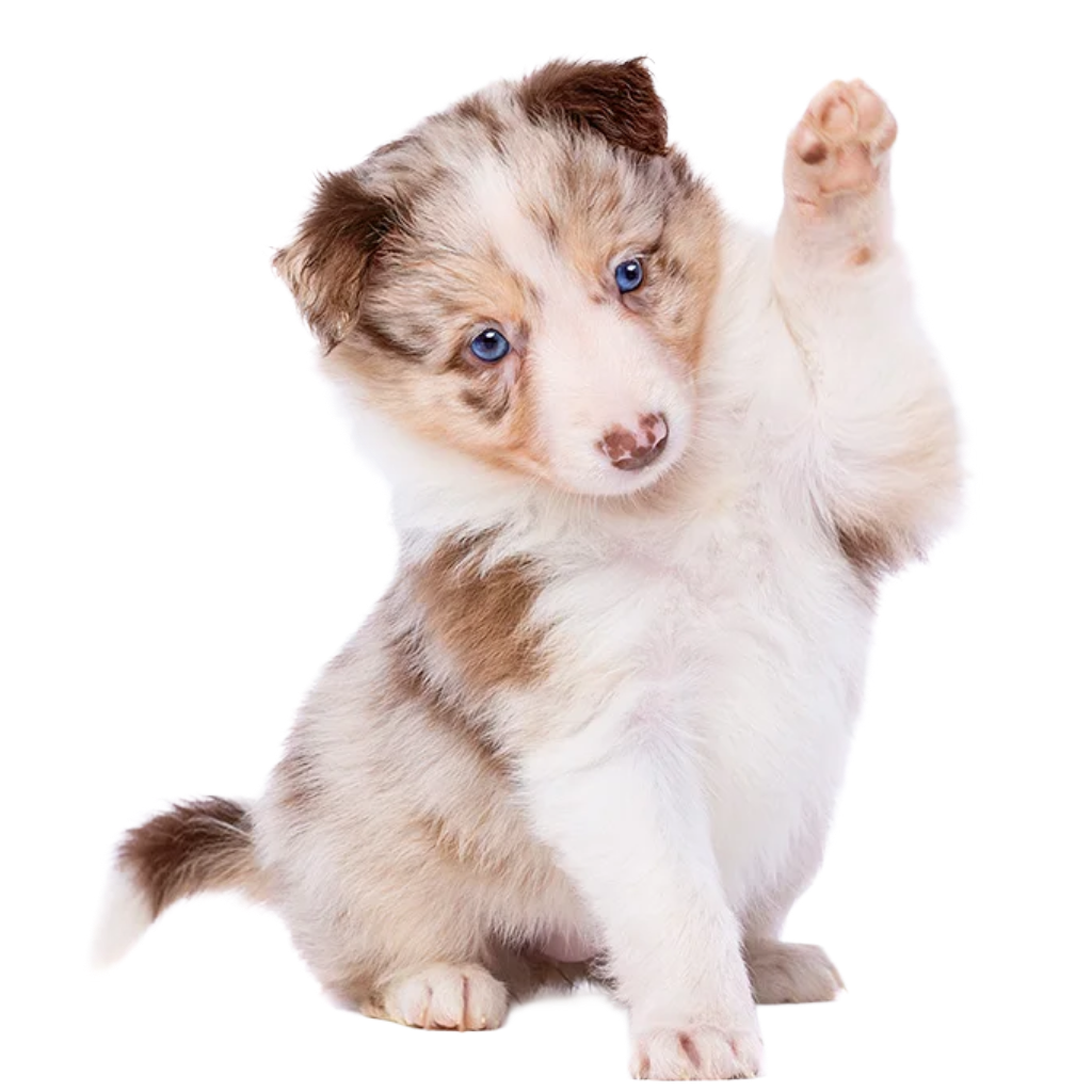 Cute dog white brown 1