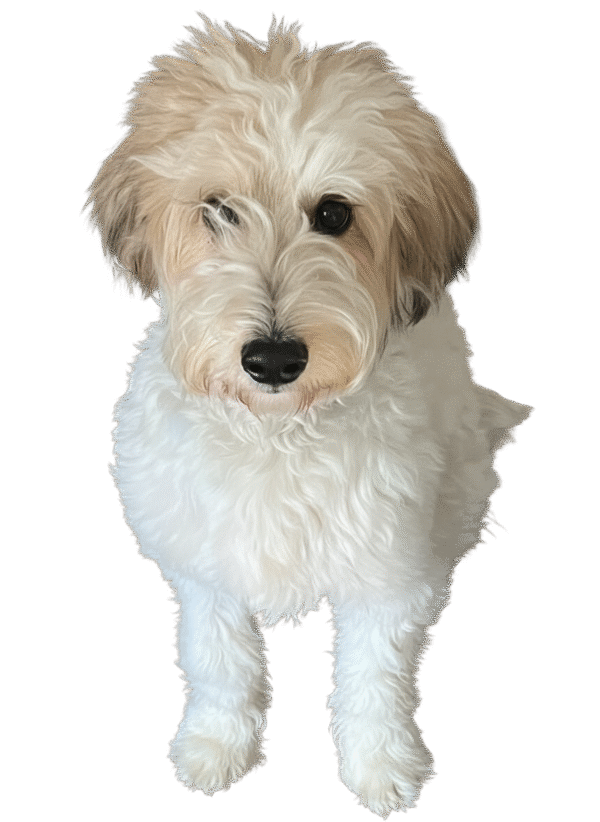 Cute image of a dog handled by Michelles Happy Tails 1