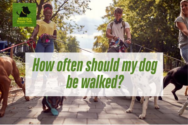 How Often Should My Dog Be Walked?