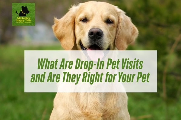 What Are Drop-In Pet Visits and Are They Right for Your Pet in Joplin, MO?
