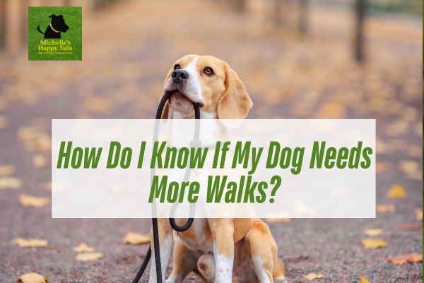 How Do I Know If My Dog Needs More Walks?