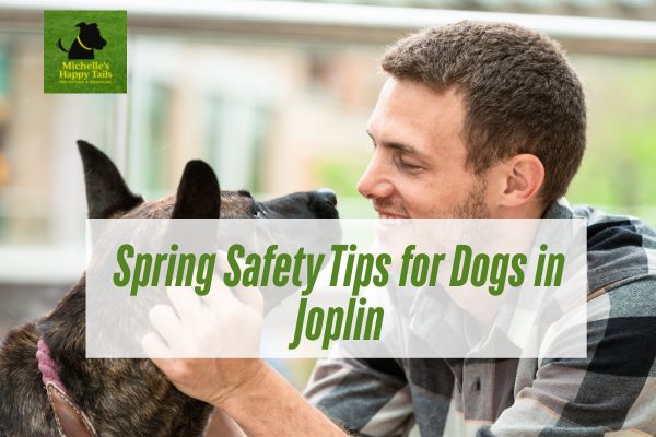 Spring Safety Tips for Dogs in Joplin: What Every Pet Owner Should Know?