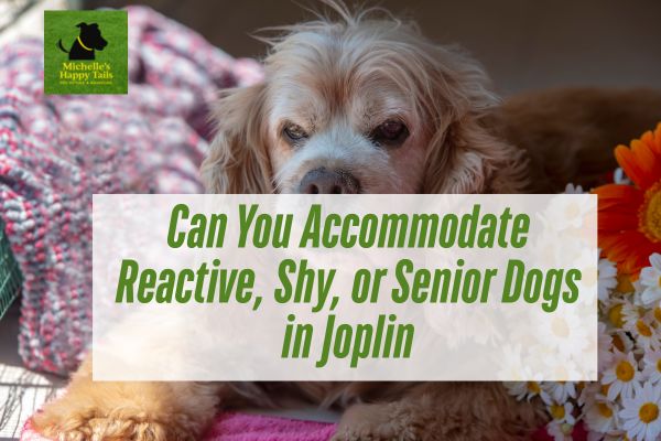 Can You Accommodate Reactive, Shy, or Senior Dogs in Joplin